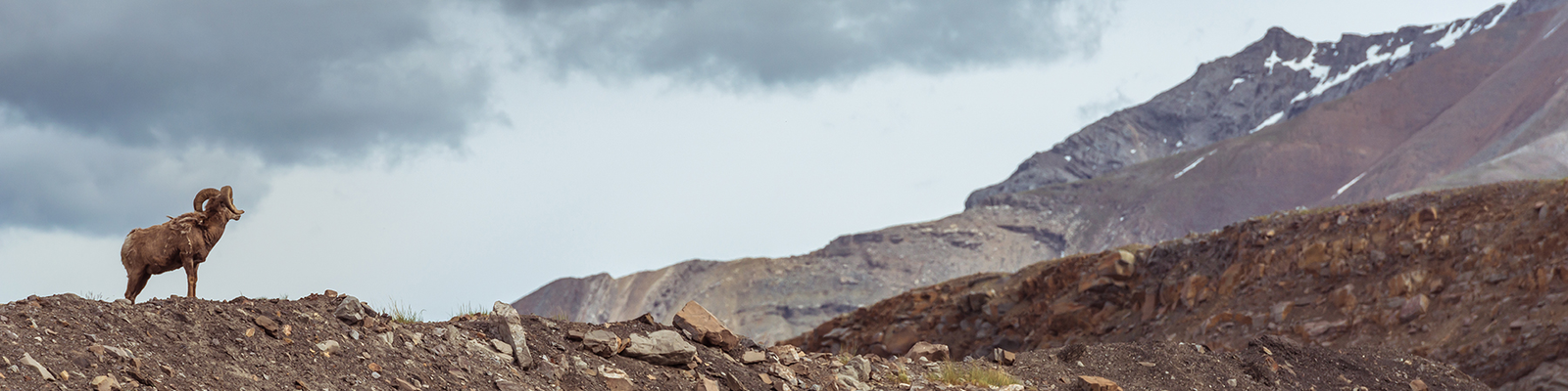 Ram on Mountain Ridge