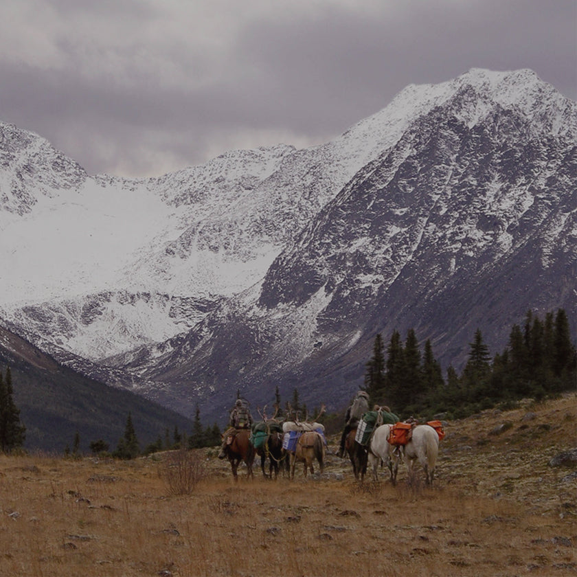 Horse pack train heading towards mountains